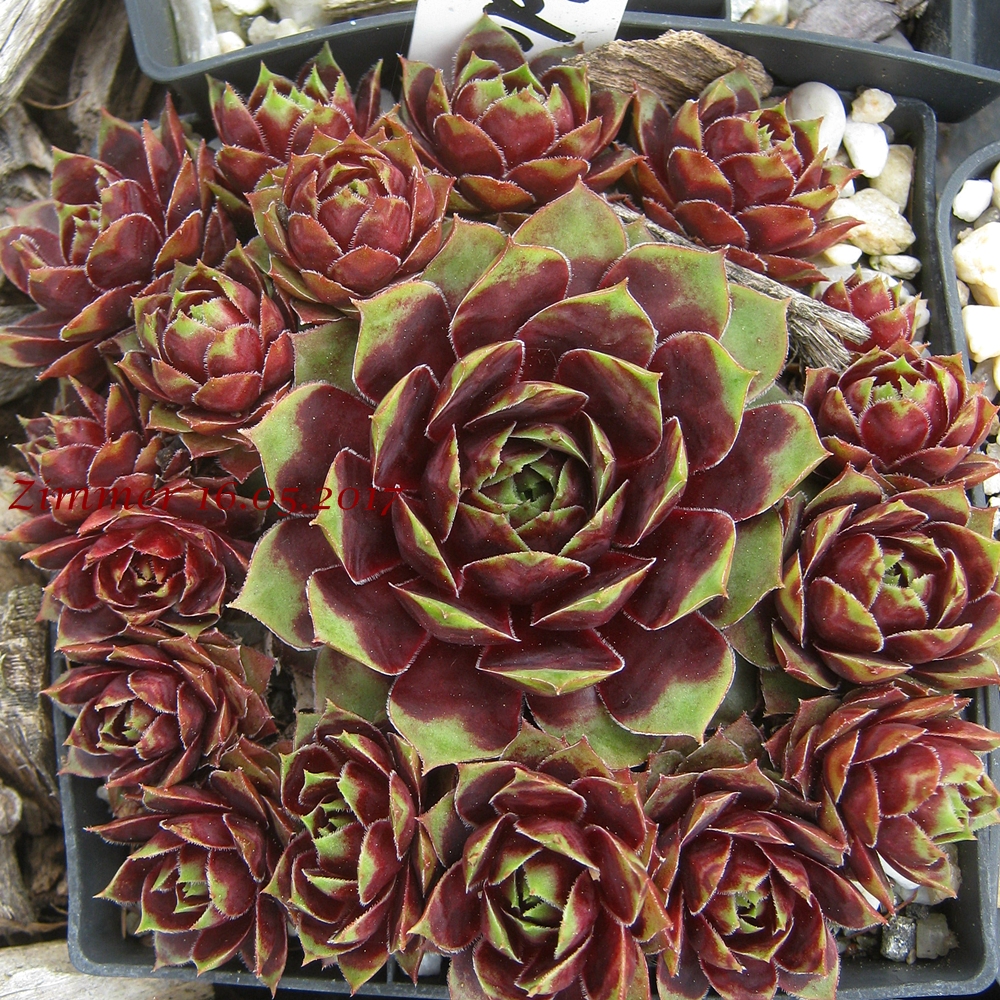 Pallida