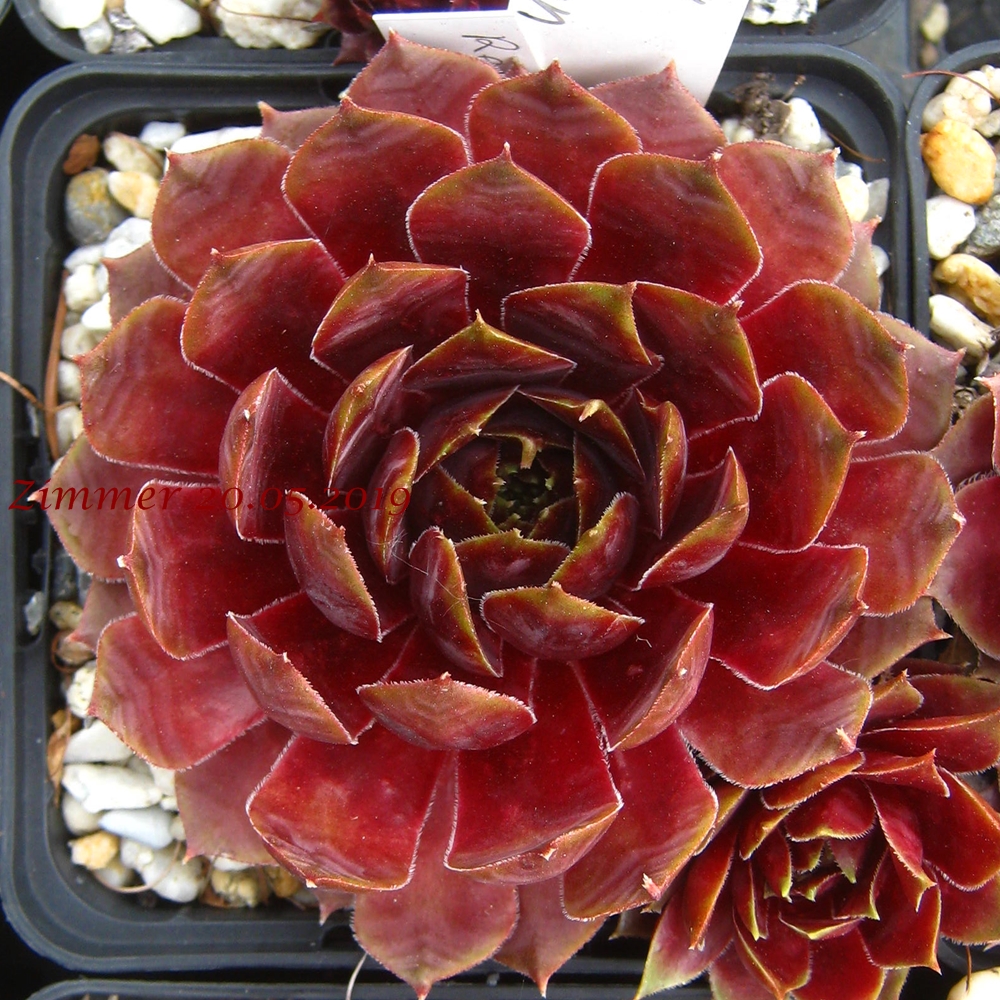 Red Glean