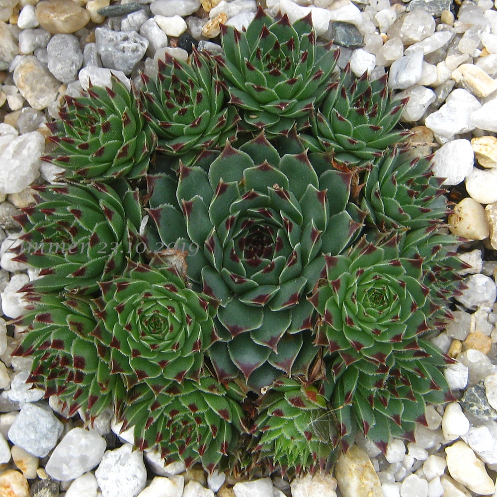 calcareum (spinifolium)