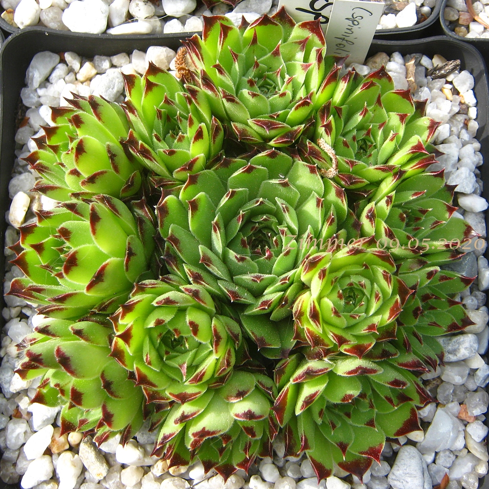 calcareum (spinifolium)