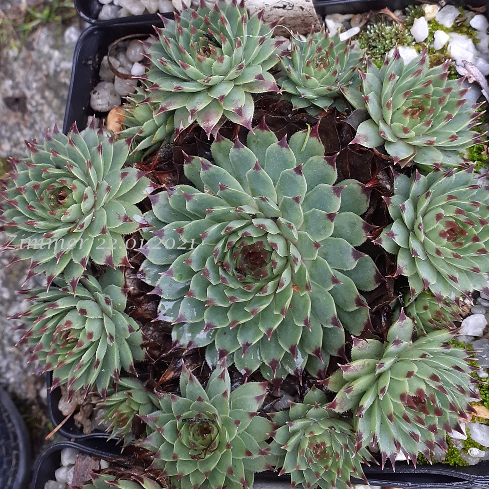 calcareum from Alpes Maritimes