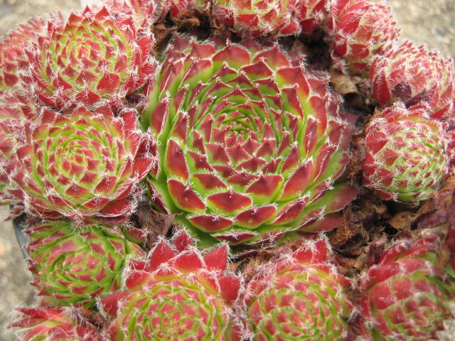 fauconnetii