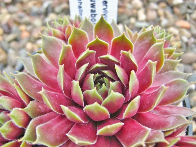 Tohuwabohu