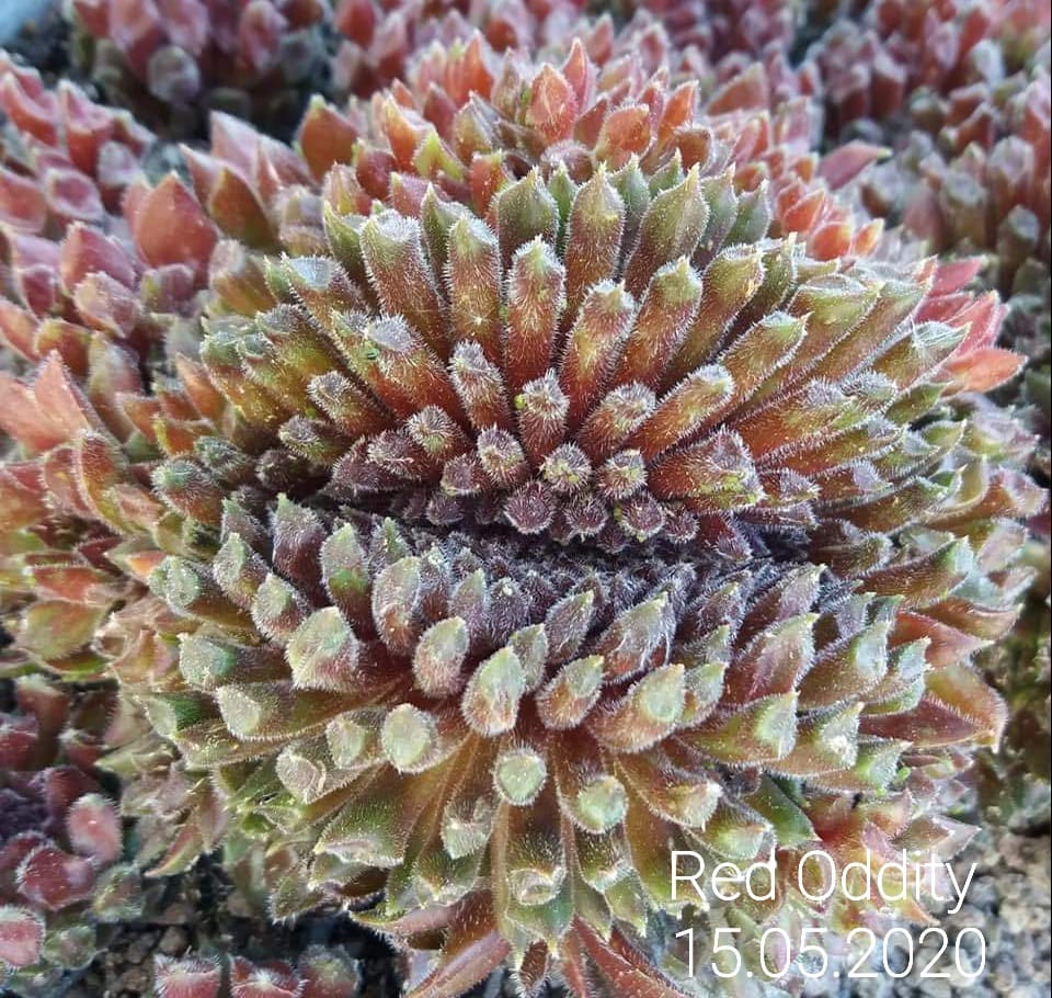 Red Oddity