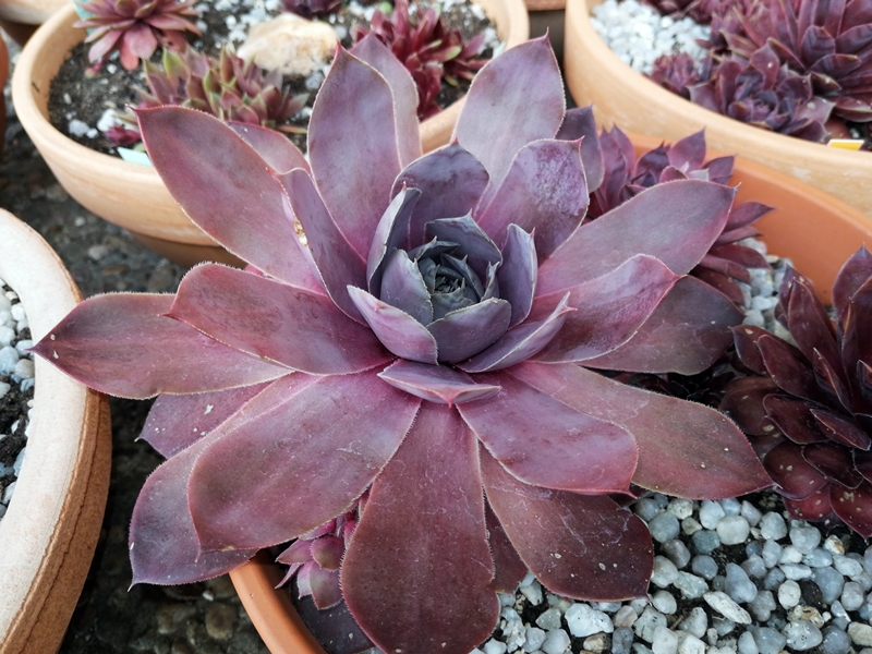 Pseudoornatum