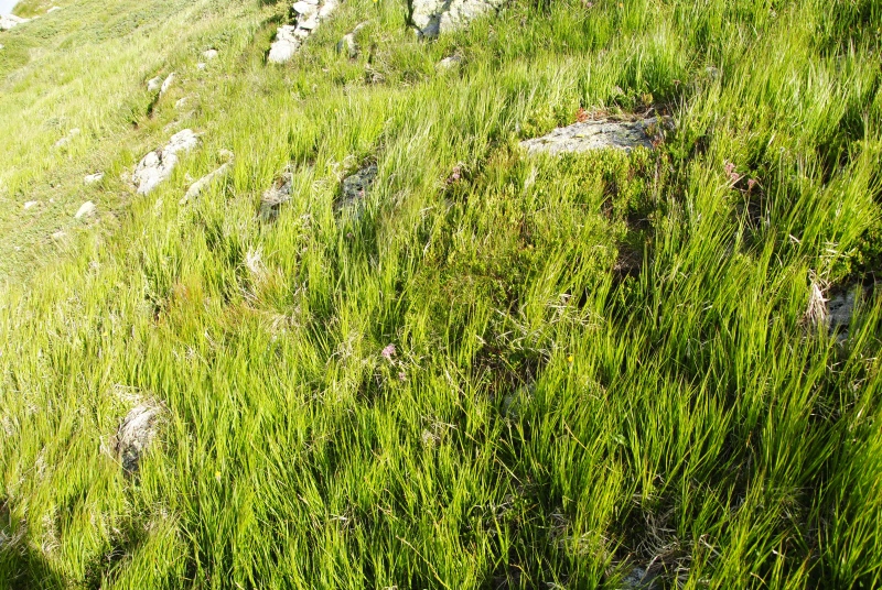 globiferum ssp. hirtum (preissianum) from Ráztoka, W Abhang