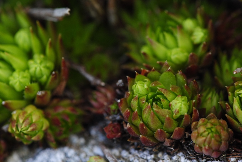globiferum ssp. hirtum (preissianum) from Ráztoka, W Abhang
