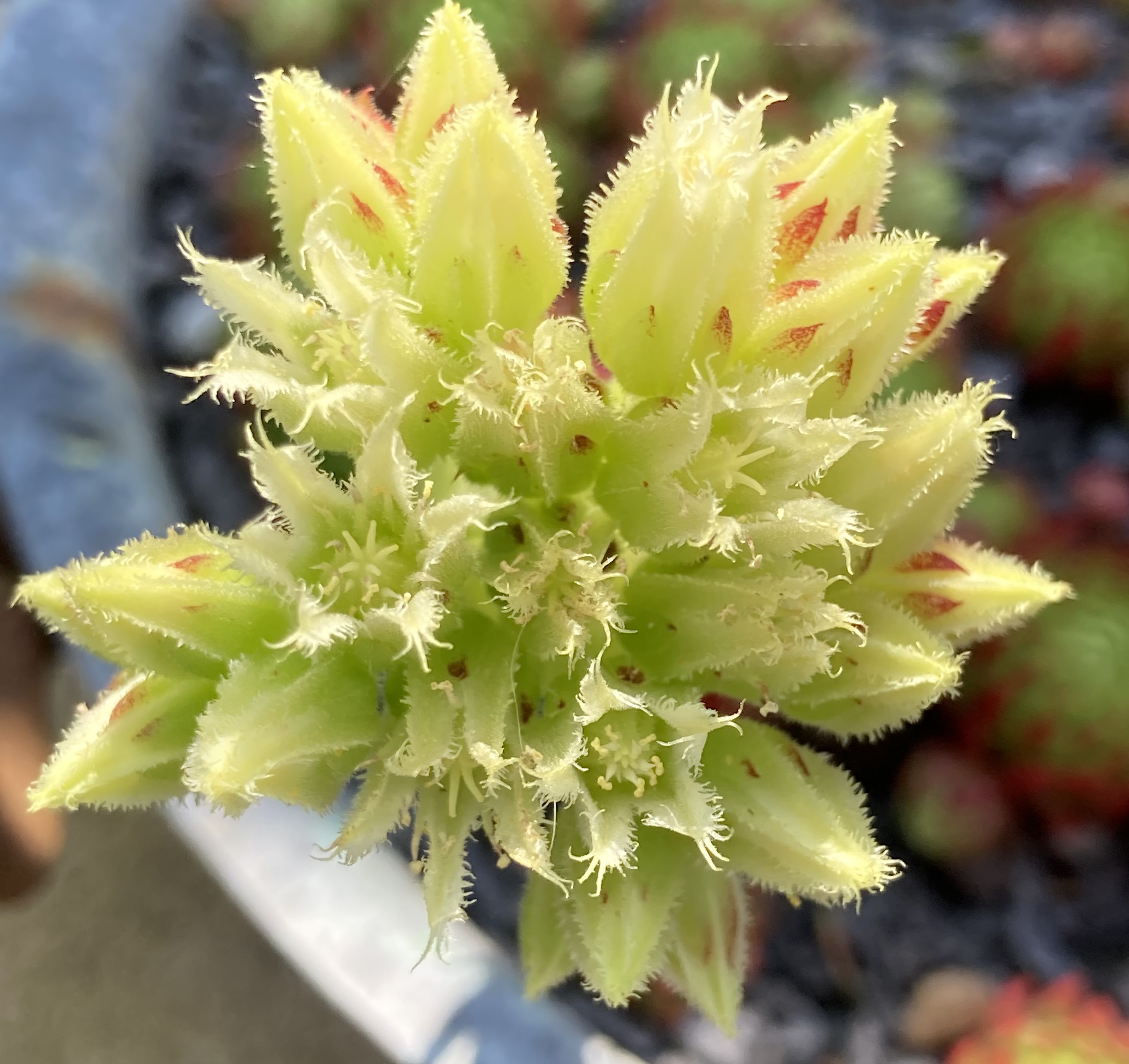 Blüte Arne /Jovi II