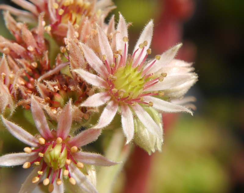montanum x S. pittonii