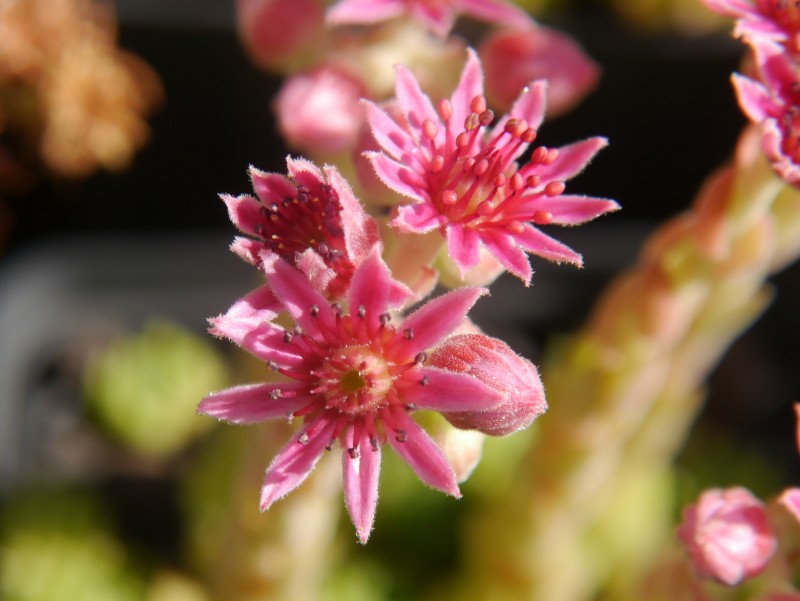 pumilum (dominii)
