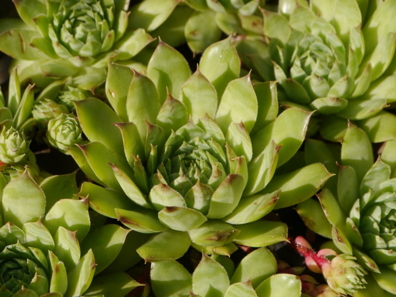 tectorum var. tectorum (alpinum) from Chambara