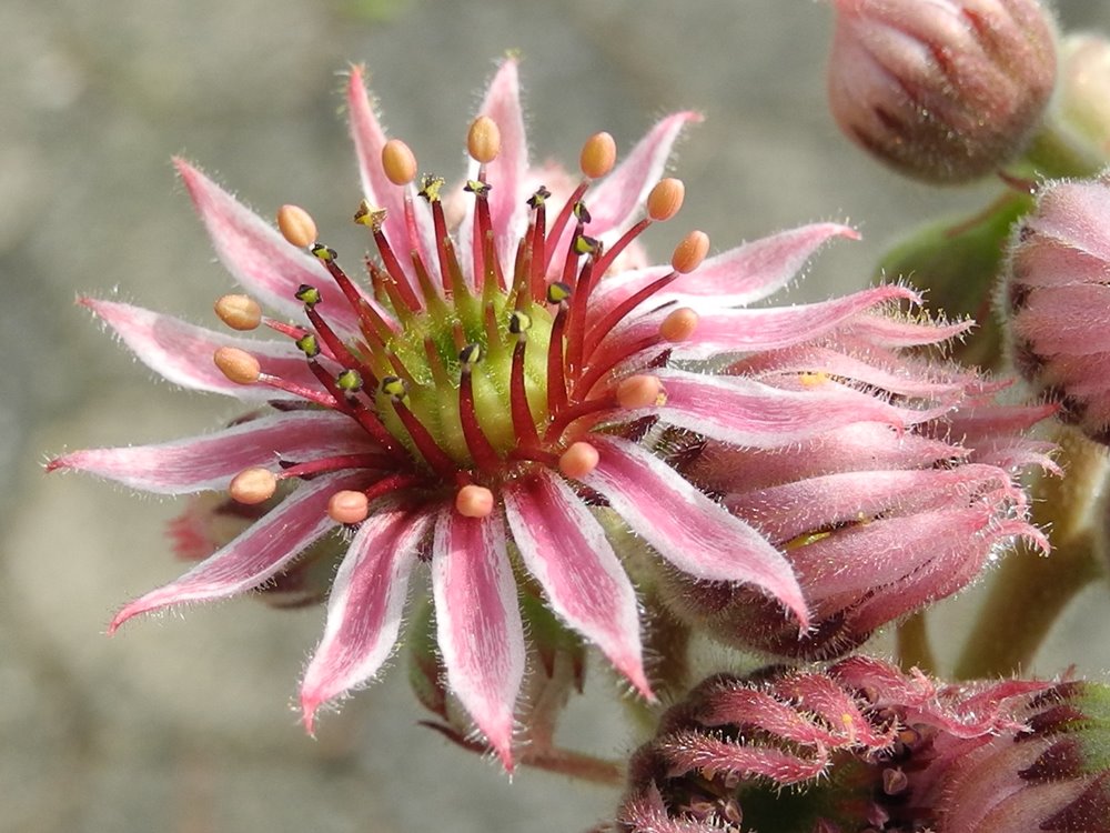 marmoreum ssp. matricum from Šarkanica