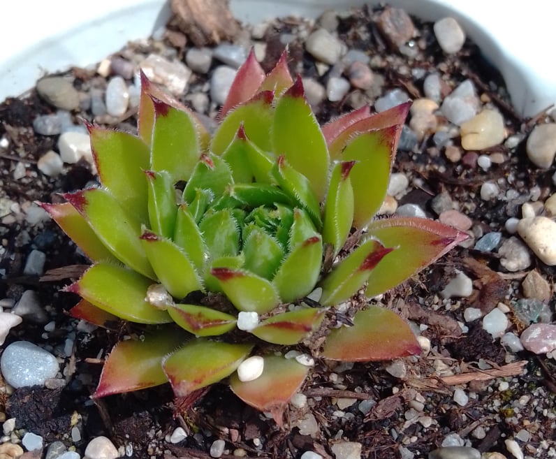 Sebona Ananas
