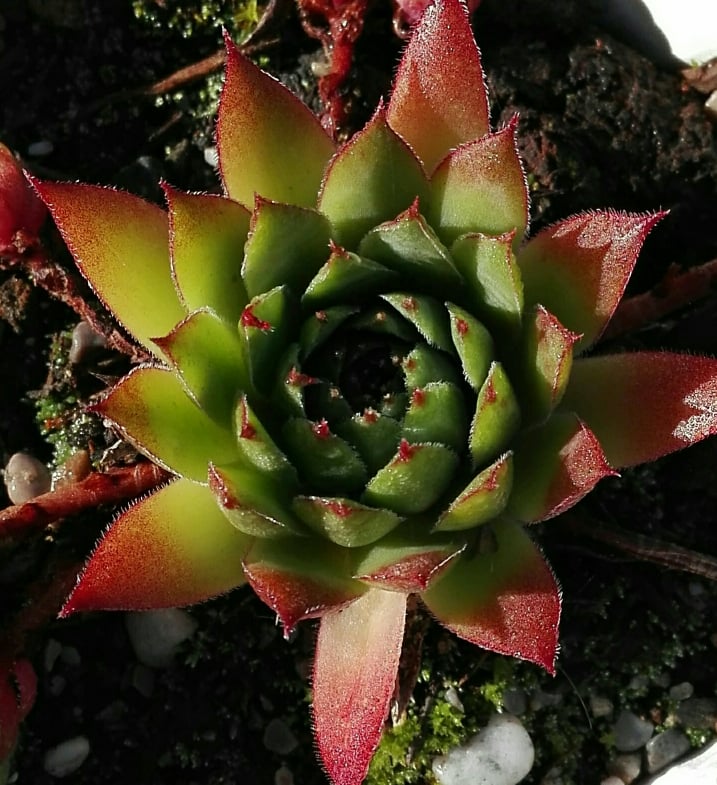 Sebonas Ananas