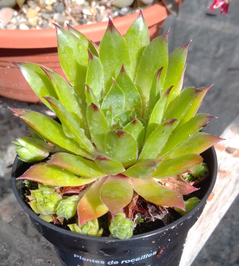 Sebonas Ananas