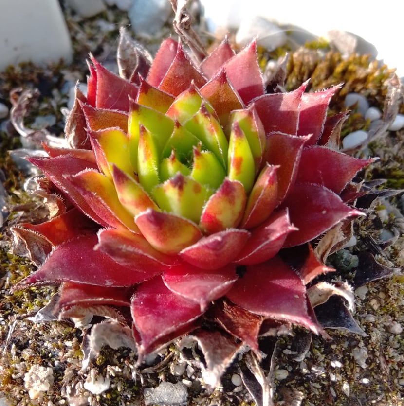 Sebonas Ananas