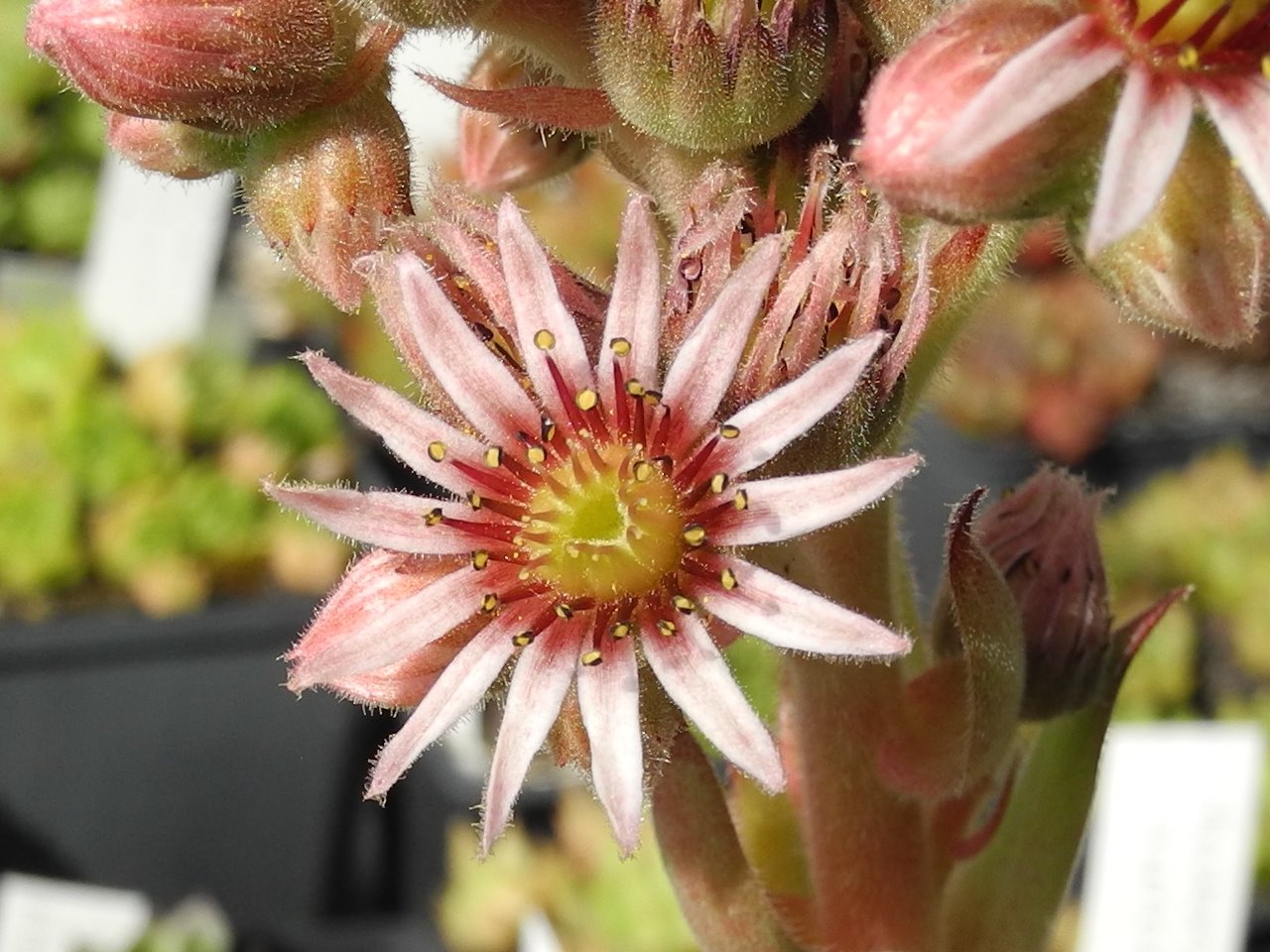tectorum var. tectorum (glaucum) from Tirol