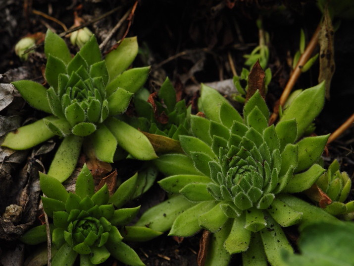 montanum ssp. heterophyllum from Kraľovany, Tunnel
