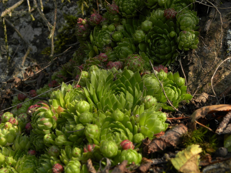 Reisebericht: Skomelno, Hůrka