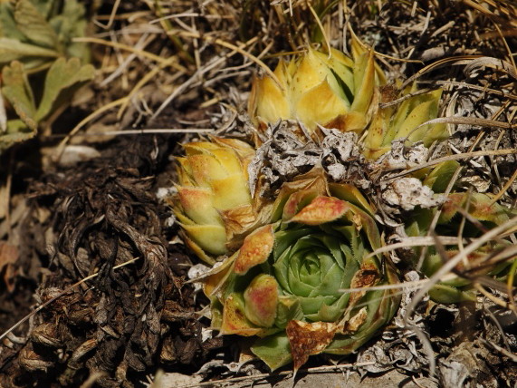 Reisebericht: Kobilini steni, Süd