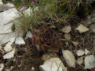 heuffelii glabrum Titelbild