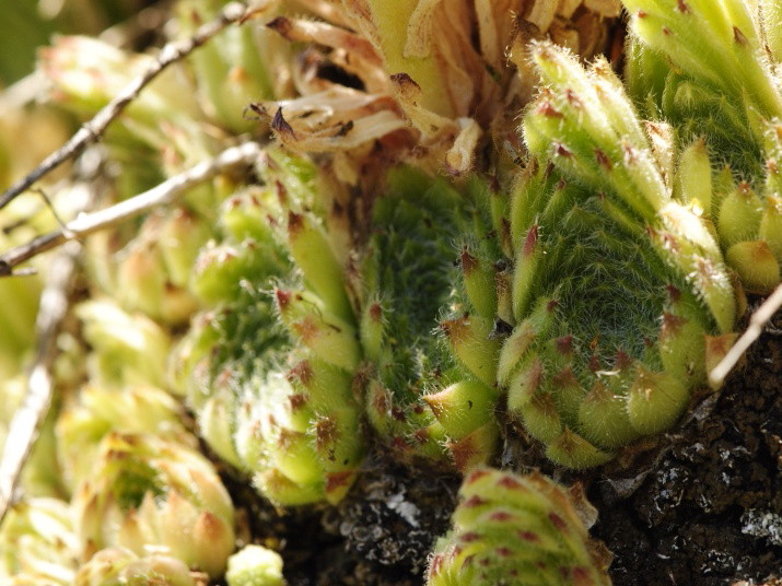 Reisebericht: Dalgia Rid, unten 1