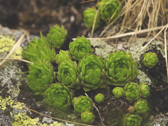 Reisebericht: Kvetnica