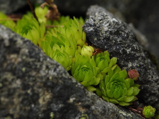 Reisebericht: Patria, SO Abhang