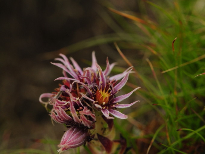 Reisebericht: Bystrá - SO Abhang