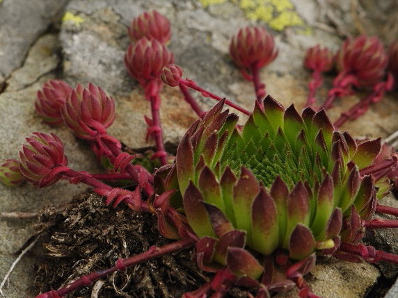Reisebericht: Stogovo