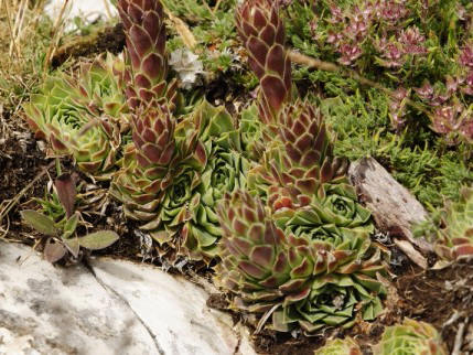 Reisebericht: Manastirište