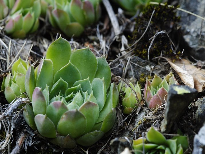 Reisebericht: Pobeda (unterhalb)