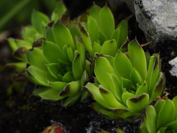 Reisebericht: Lipova Livada, ü. d. Straße 2