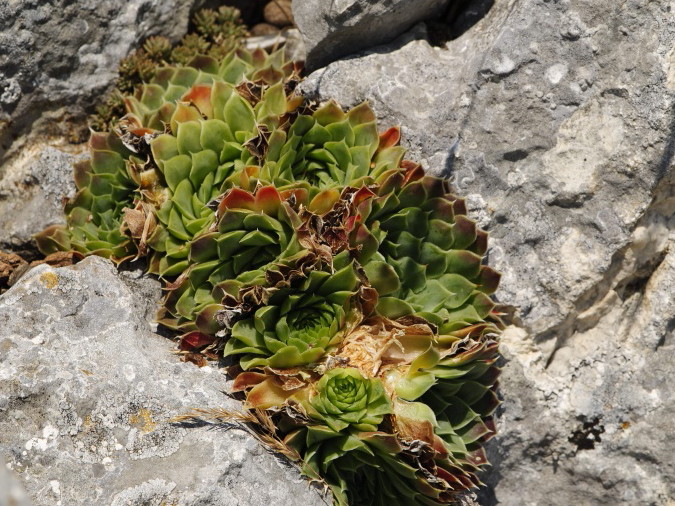 Reisebericht: Yagodina, Ushite 2