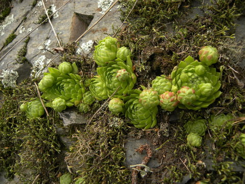 Reisebericht: Bezdružice, O