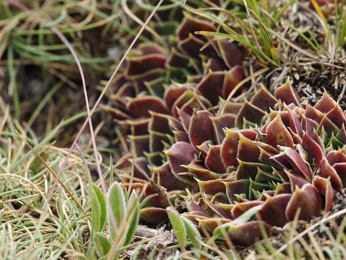 Reisebericht: Smrdlivi virovi, Gipfel