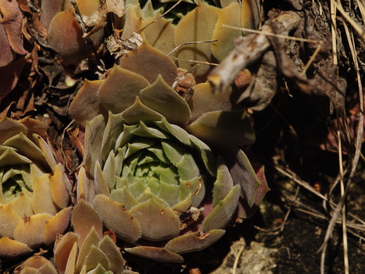Reisebericht: Abhang oberhalb Bačkova Češma 3