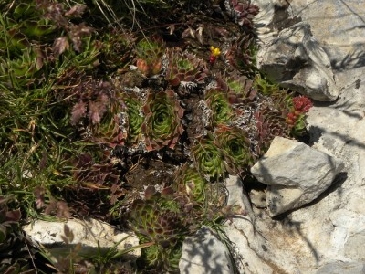 heuffelii glabrum Titelbild