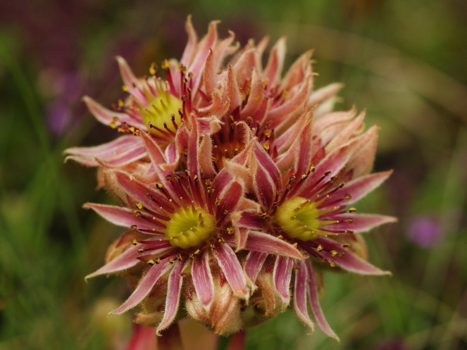 Reisebericht: Bijak Dorok, O Abhang 2