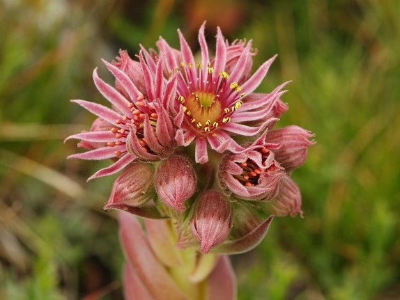 Reisebericht: Guri i Delpnis 1