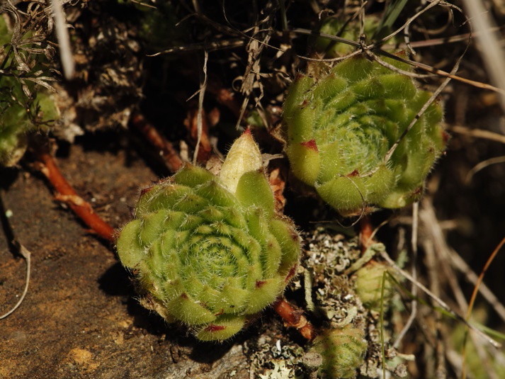 Reisebericht: Abhang oberhalb Bačkova Češma 2