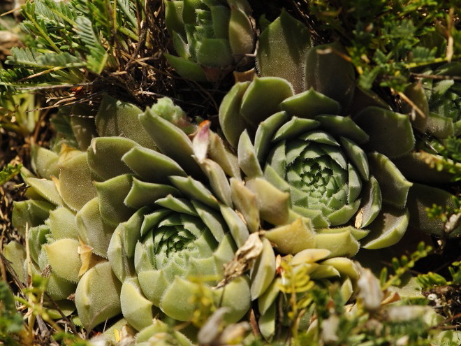 Reisebericht: Yagodina, Ushite