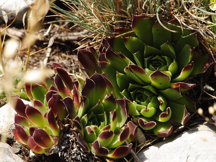 Reisebericht: Tepeno, Tafel 1