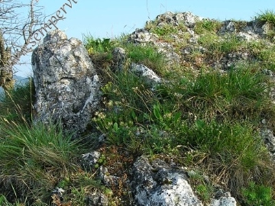 hirta-preissiana-Titelbild
