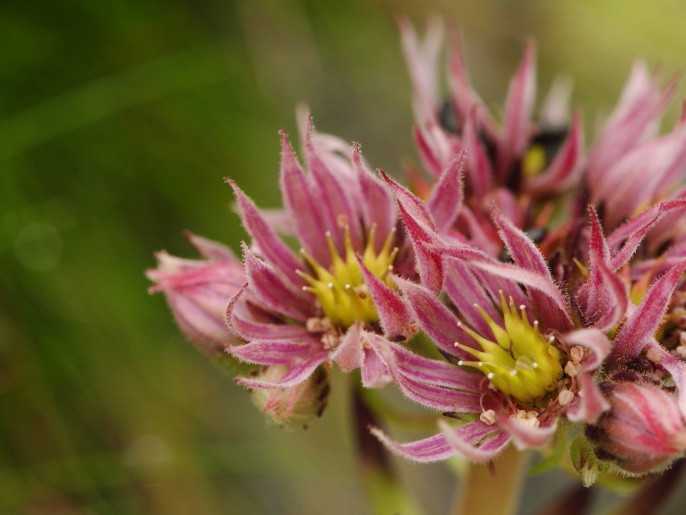 Reisebericht: Salatín, SO Abhang