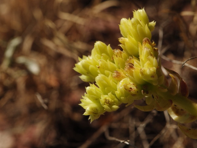 Reisebericht: Opletnya, W