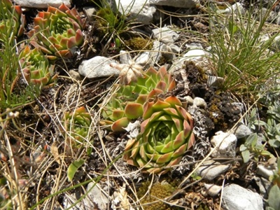 heuffelii glabrum Titelbild