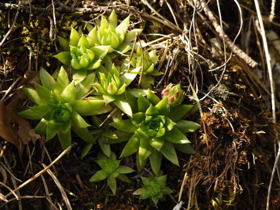 Reisebericht: Podlesok, Okrúhly vrch