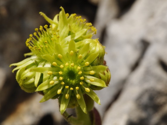 Reisebericht: Magaro, NO Abhang