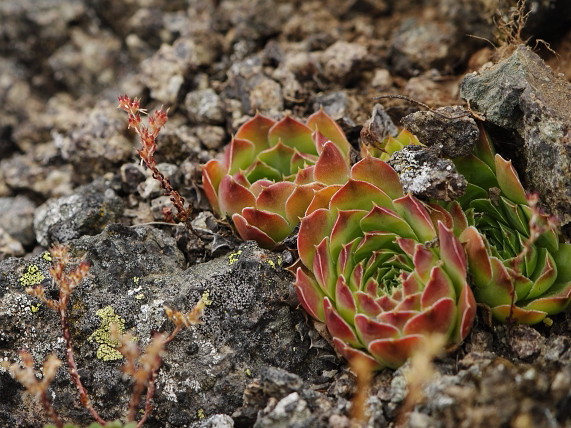 Reisebericht: Sattel zwischen Sokolov vis und Veliki krš